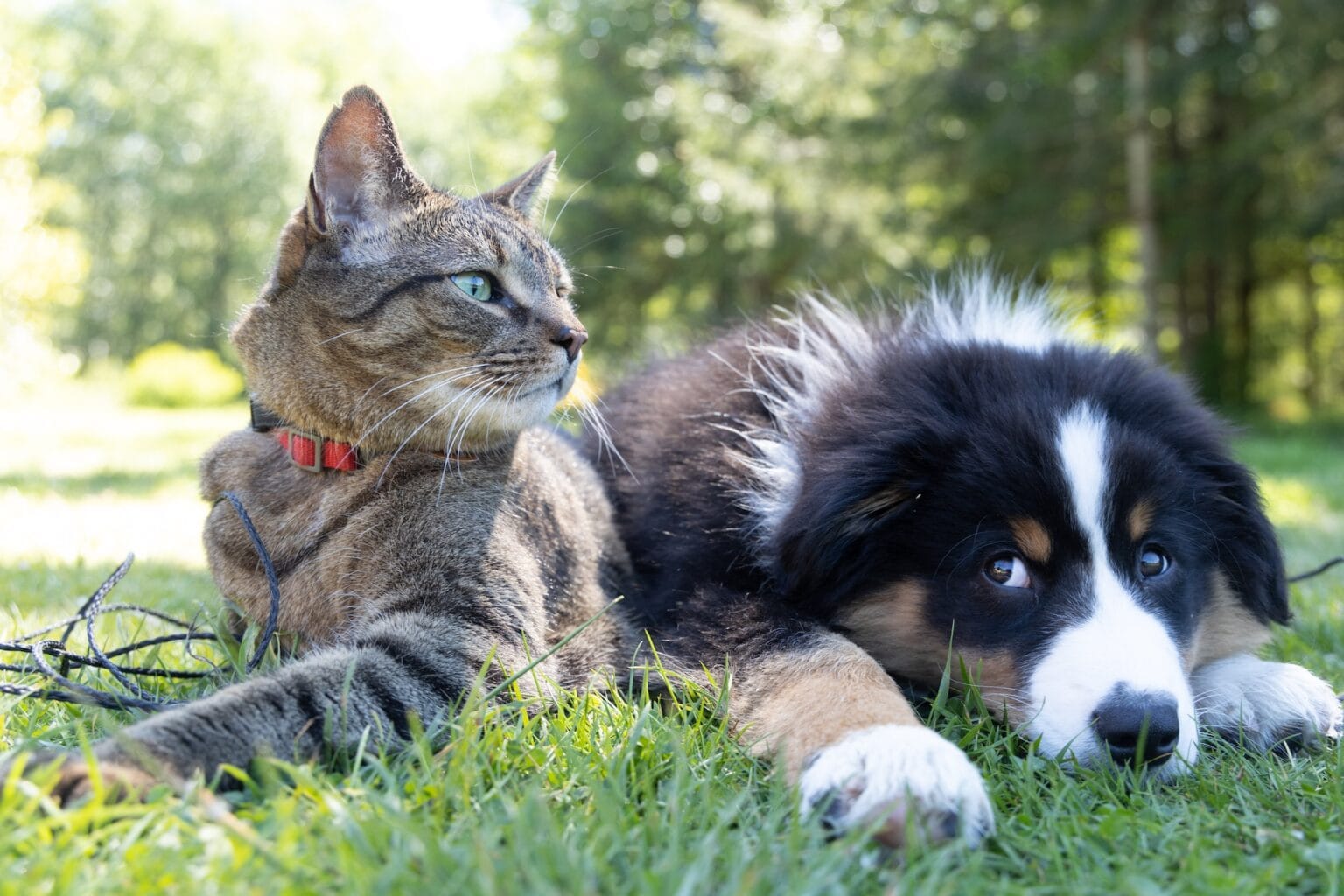 Cat & dog in the grass