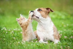 staffordshire terrier with orange kitten playful in grass 300x200